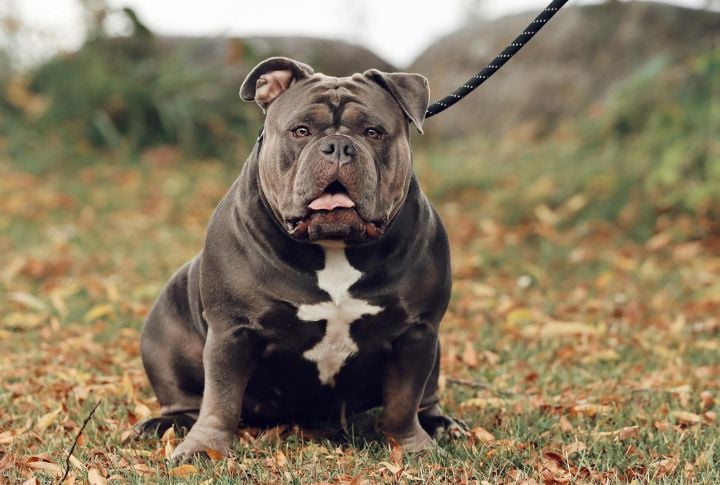 Extreme American Bully