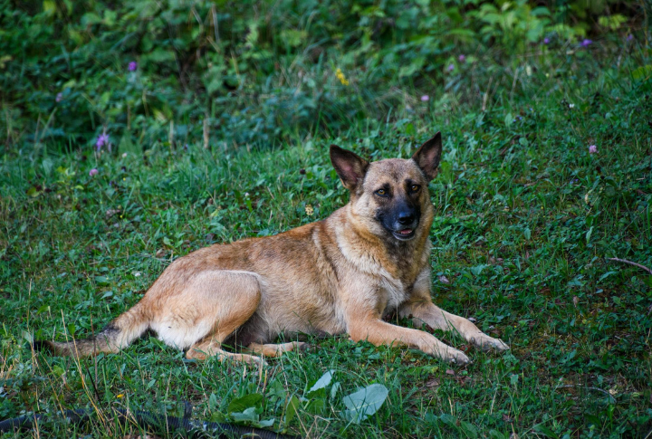 Belgian Malinois
