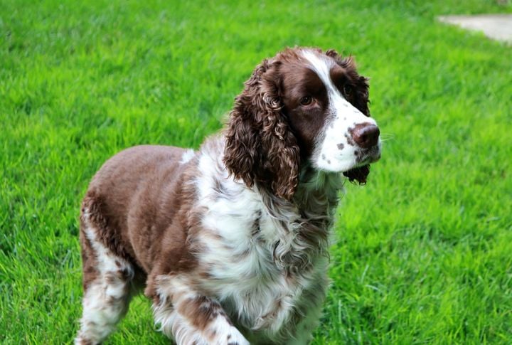Springer Spaniel