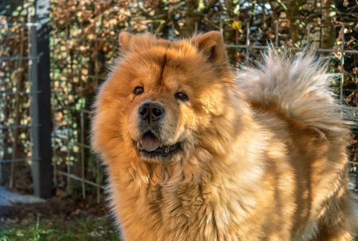 Chow Chow