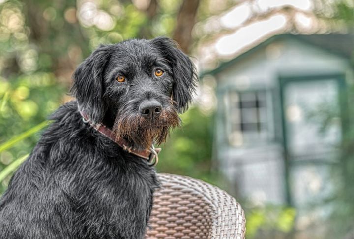 German Wirehaired Pointer