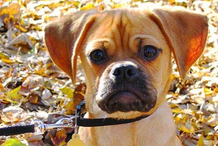 Puggle