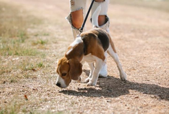 Not Allowing Enough Sniff Time On Walks