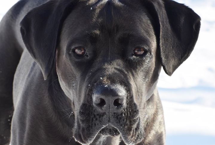 Cane Corso