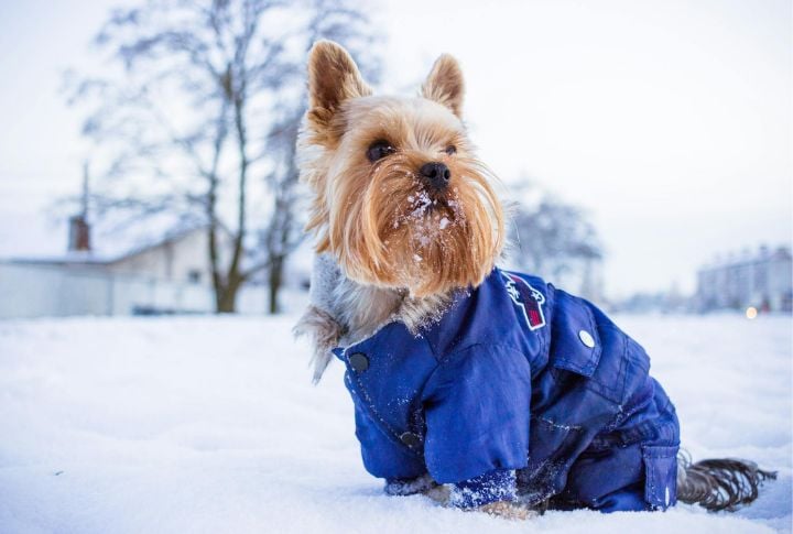 Winter Wear Is A Must