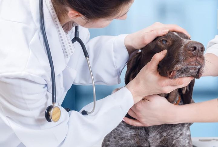Treat Fleas And Parasites Immediately