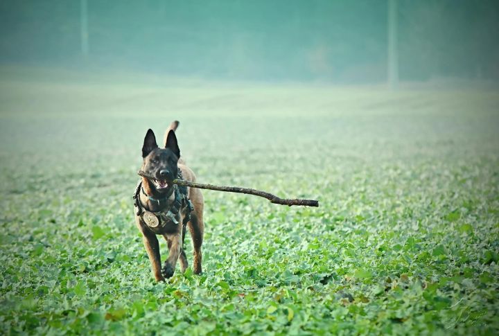 Belgian Malinois