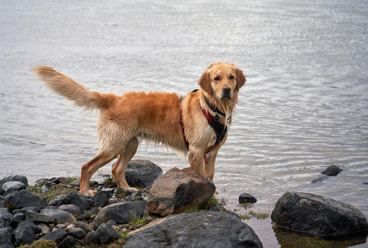 Golden Retriever