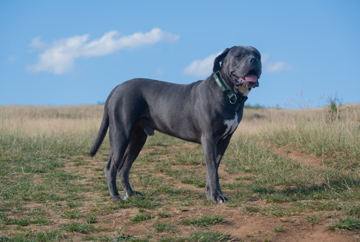 Cane Corso
