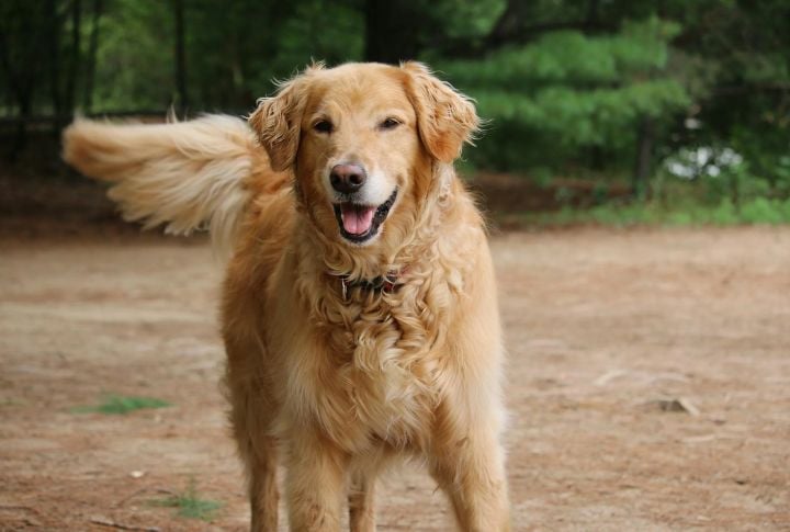 Golden Retriever