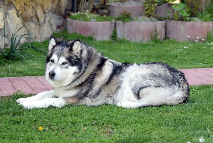 Alaskan Malamute