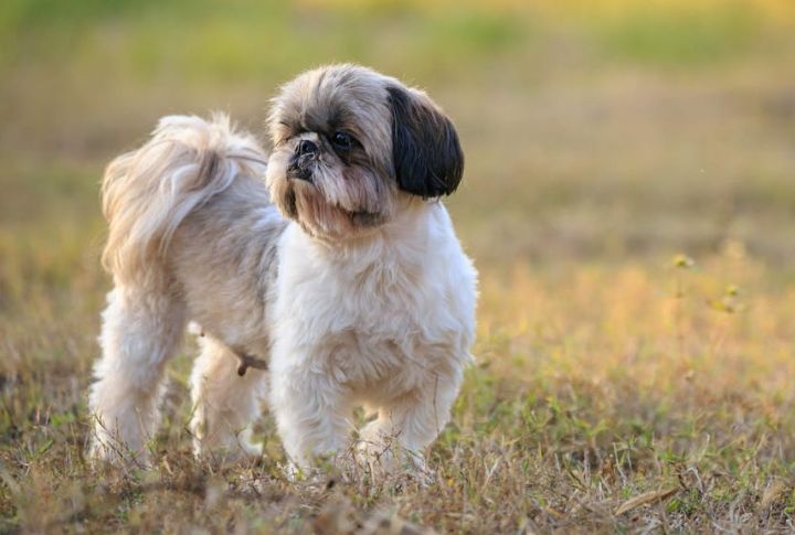 Shih Tzu