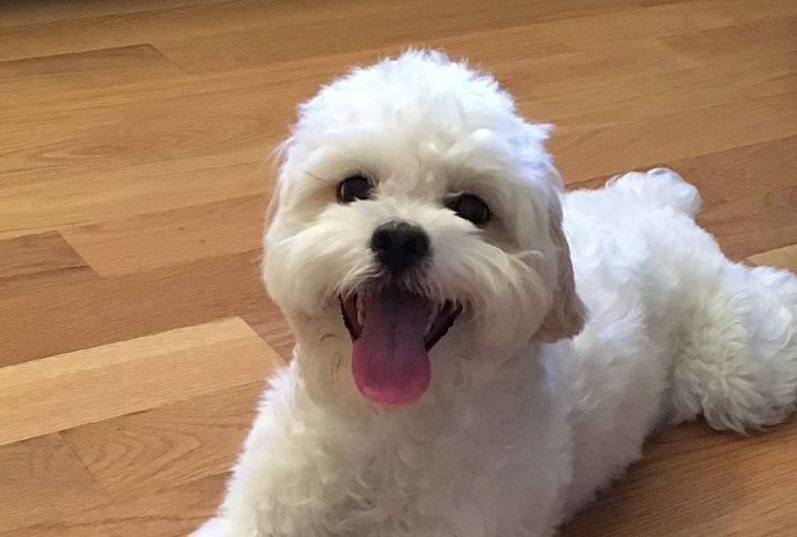 Shihpoo