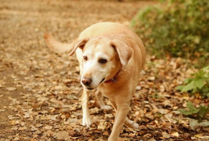 Labs Are Highly Compatible