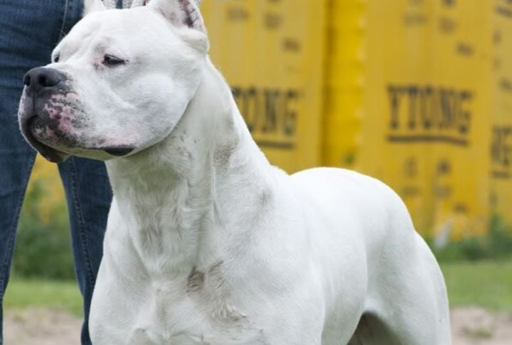 Dogo Argentino