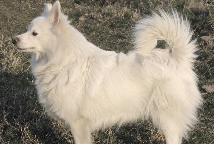 Distinctive Spitz-Type Appearance