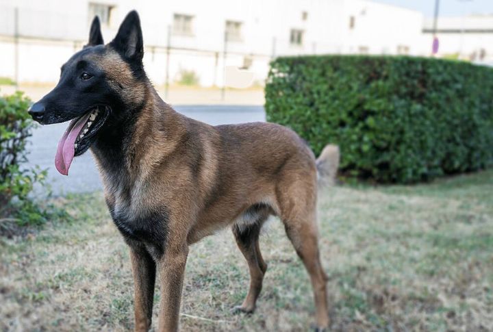 Belgian Malinois