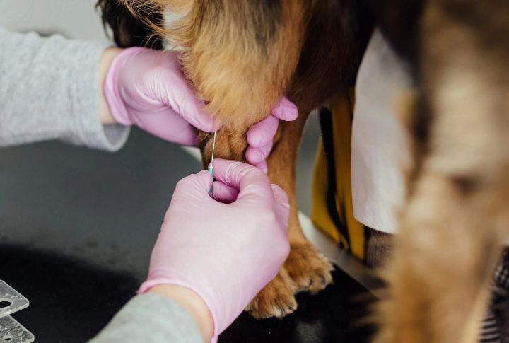 Canine Herpesvirus Vaccine