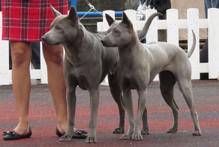 Thai Ridgeback