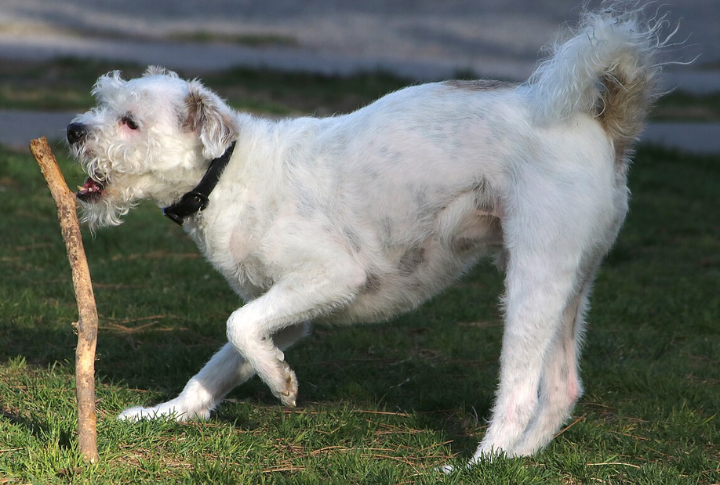 Soft-Coated Wheaten Terrier