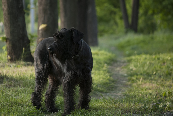 Giant Schnauzer
