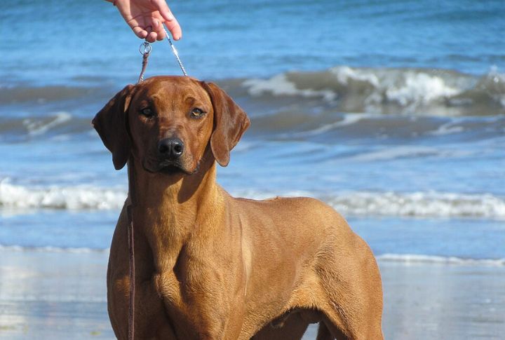 This Dog May Not Greet Strangers Well