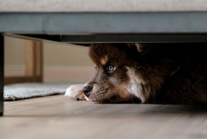 Keeps Hiding In Unusual Spots