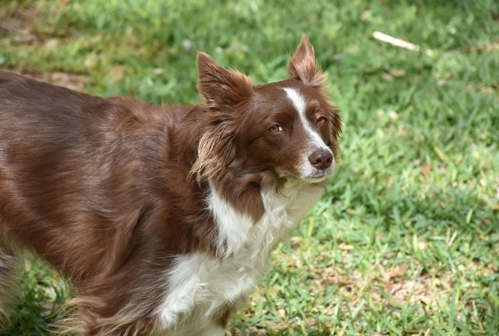 Border Collie