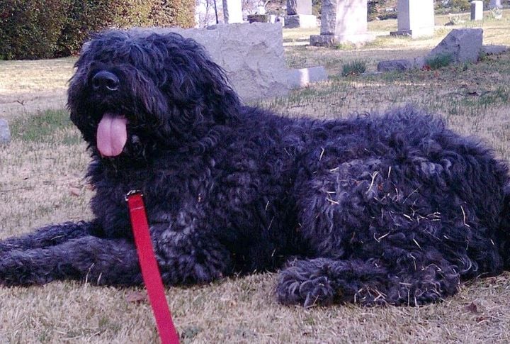 Bouvier Des Flandres