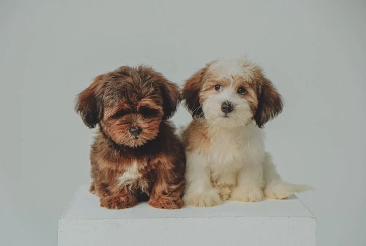 Havanese
