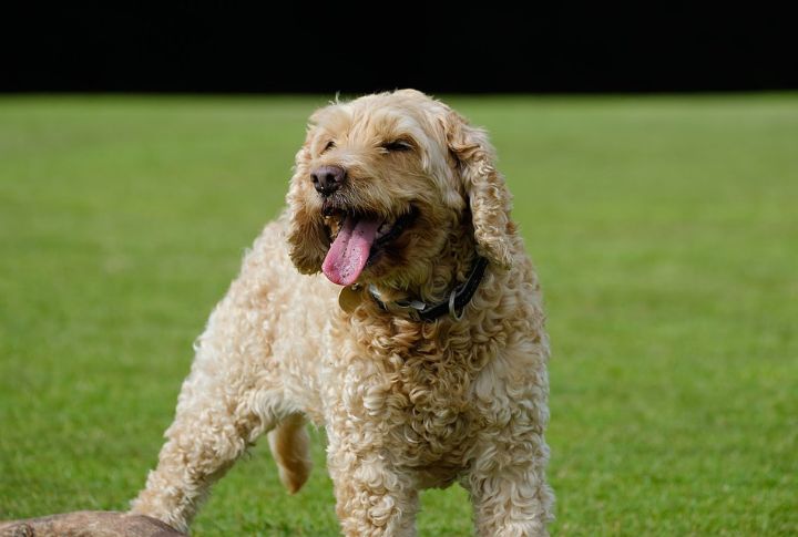 Cockapoo