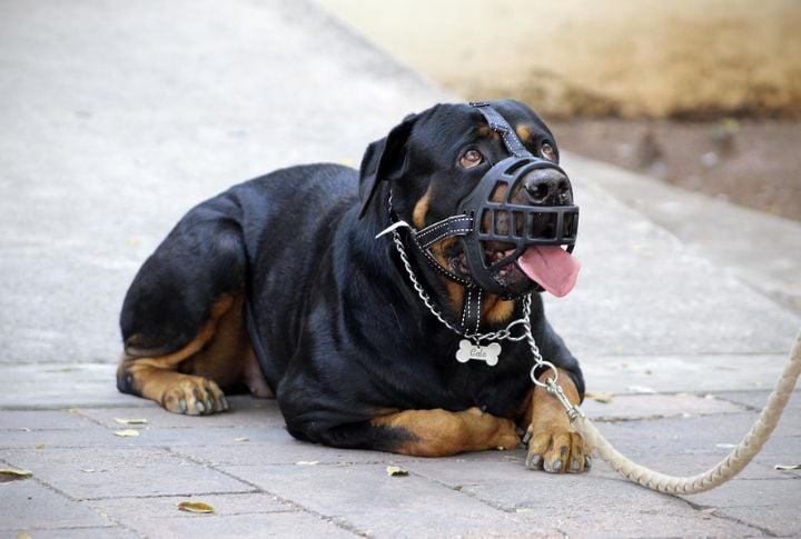 Muzzle