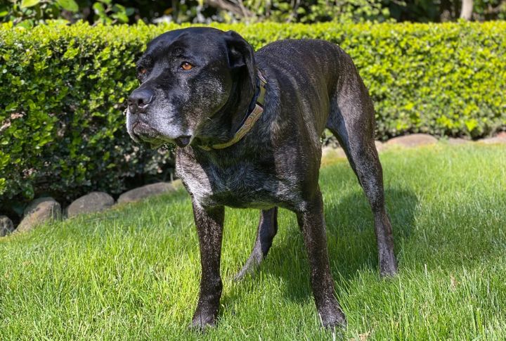 Cane Corso