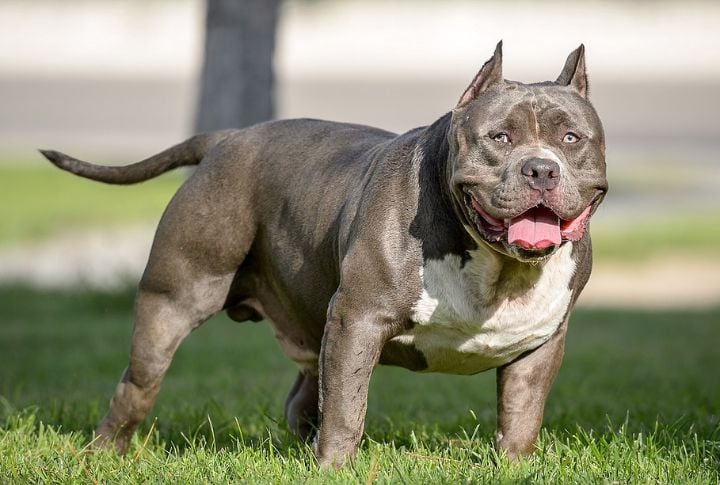 Merle American Bully