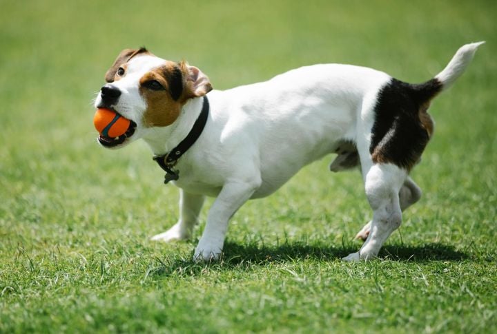 Jack Russell Terrier