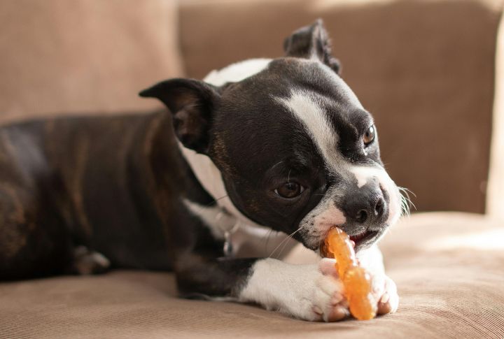 Offer Chew Toys