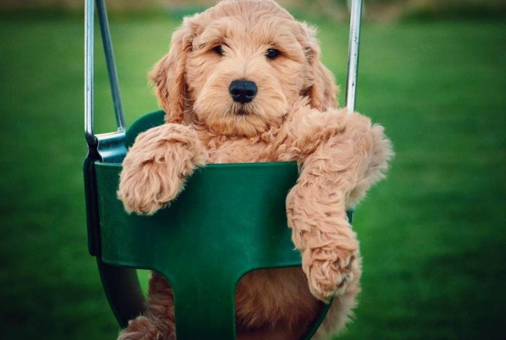 Goldendoodle