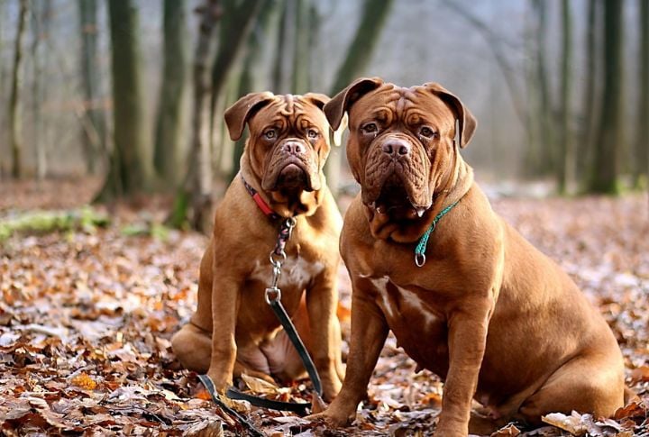 French Mastiff (Dogue De Bordeaux)