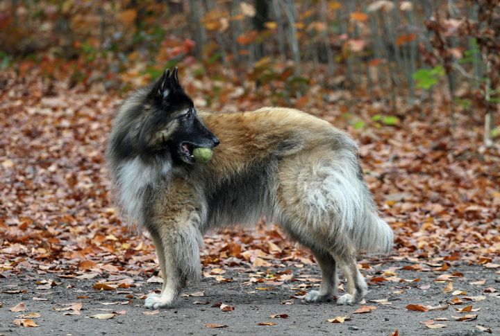 Belgian Tervuren