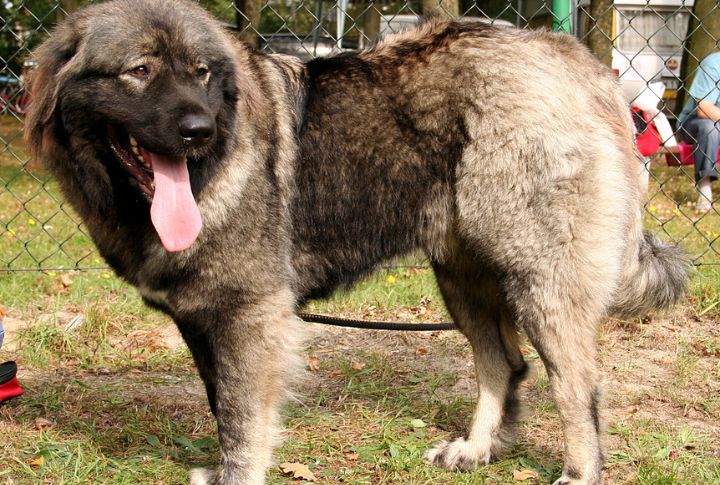 Caucasian Shepherd Dog