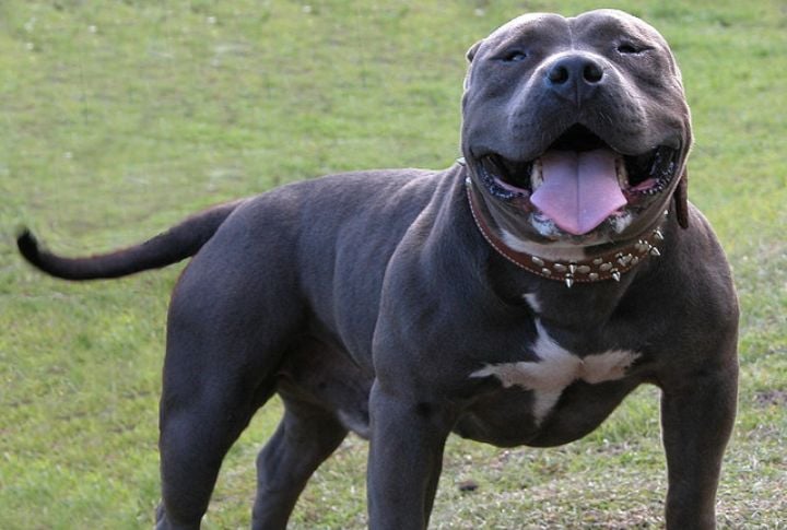 Blue American Bully