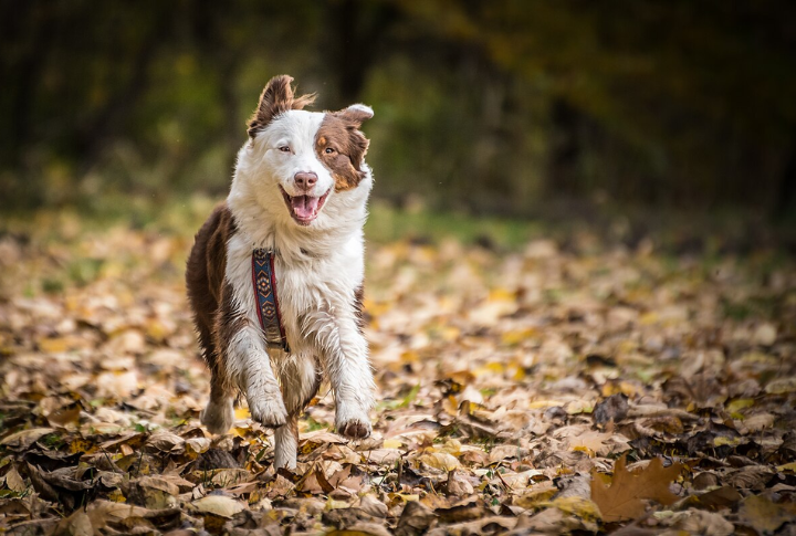 Australian Shepherd