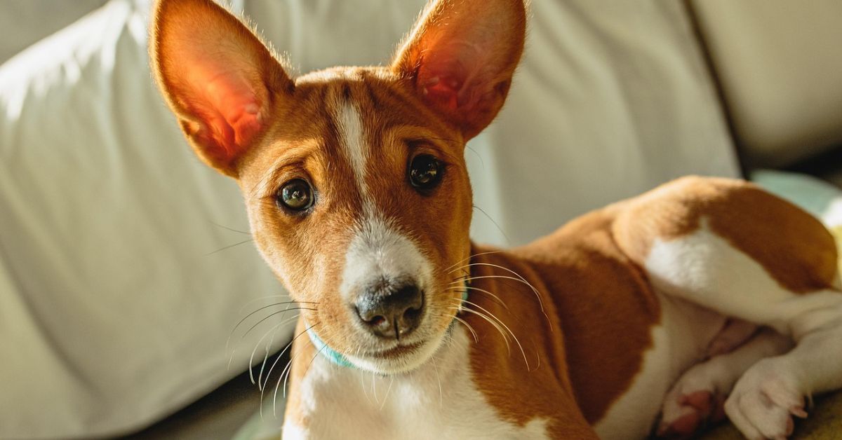 View of Cold Weather Can Be Dangerous For These 15 Dogs