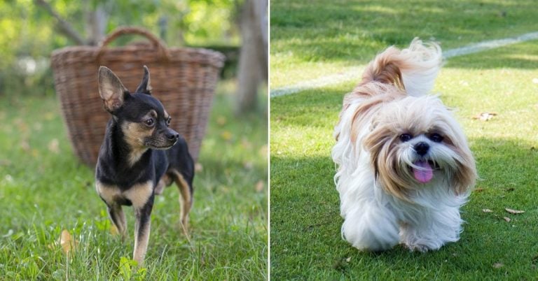 10 Traits That Set Chihuahuas And Shih Tzus Apart