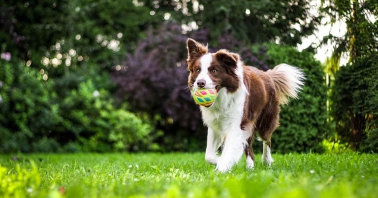 How You Can Finally Put An End To Your Dog’s Tail Biting