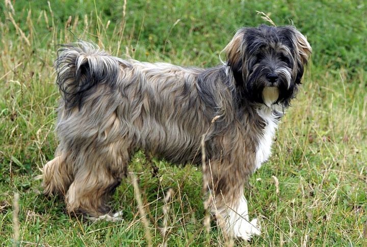 Tibetan Terrier
