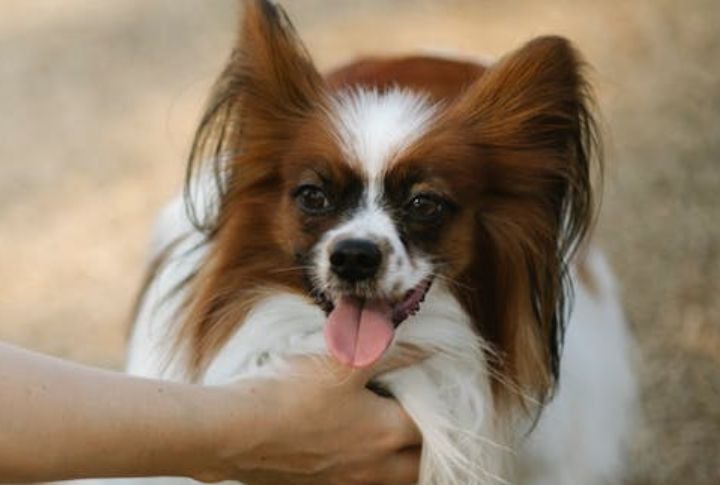 Papillon