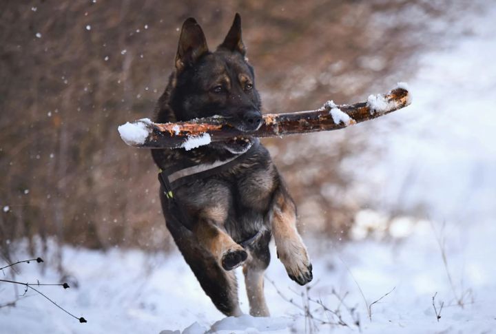 German Shepherd