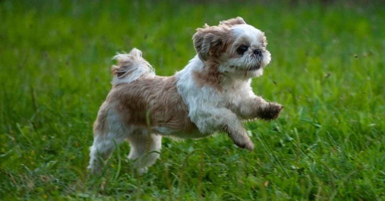 Essential Tips For Keeping Your Shih Tzu Happy And Healthy