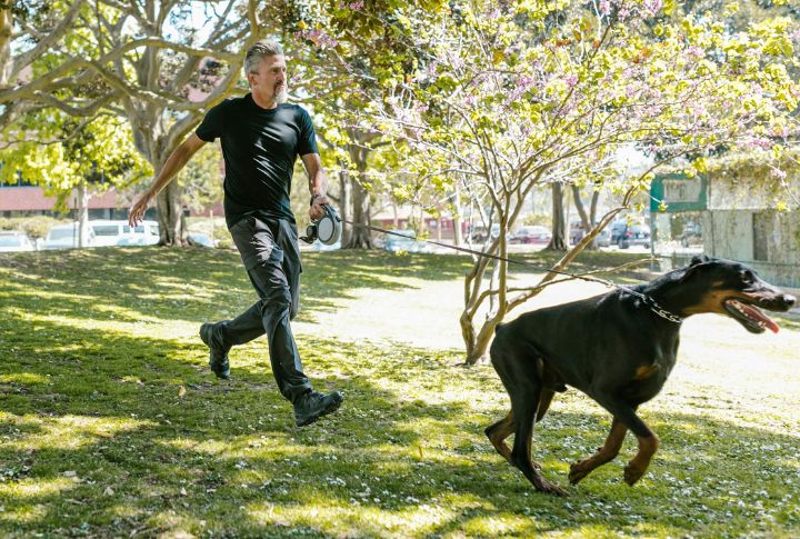 Doberman Pinscher